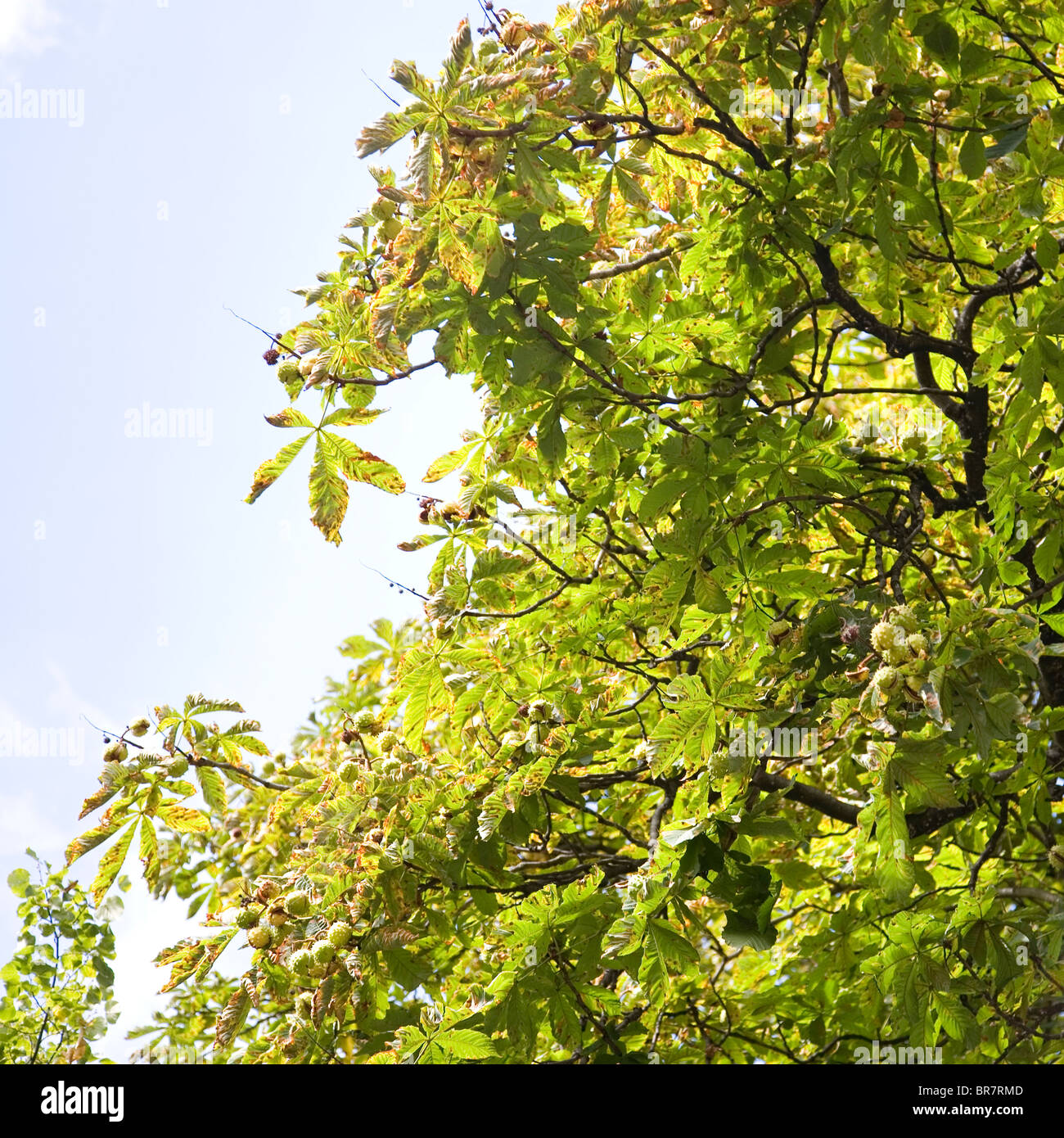 Horse chestnut tree leaves hi-res stock photography and images - Alamy