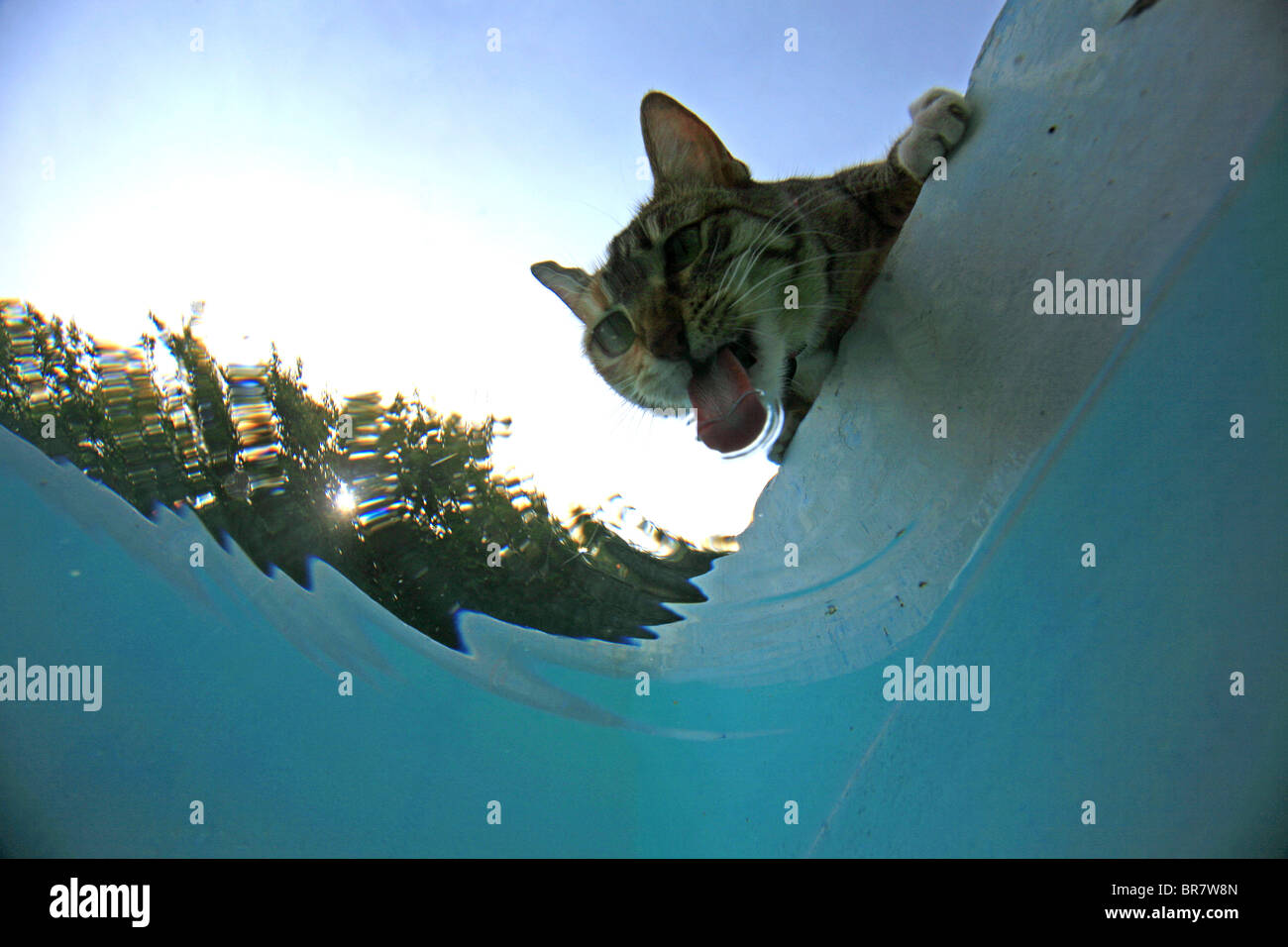 The underwater view of a thirsty domestic cat drinking water from a