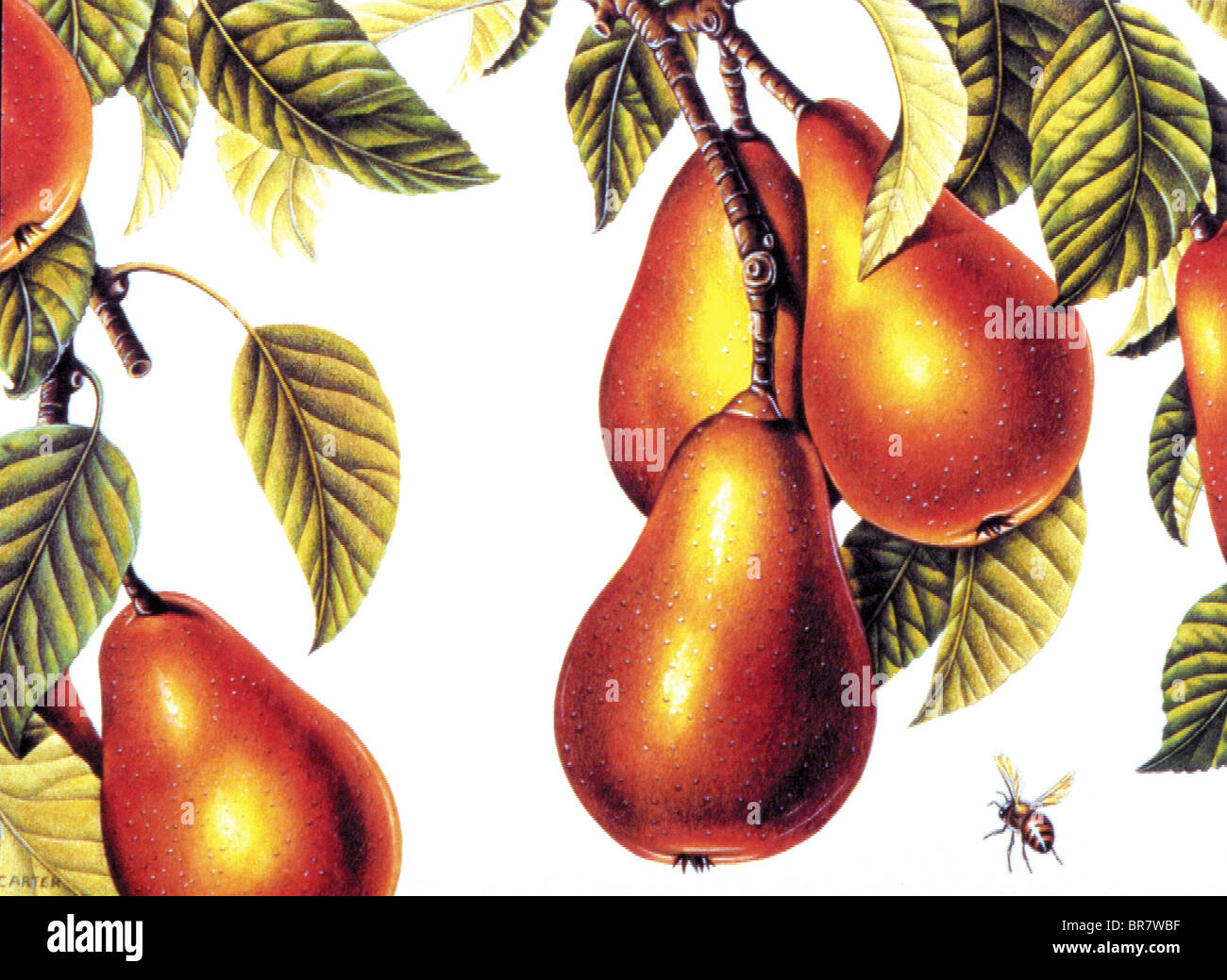 Illustration of pears on the vine Stock Photo