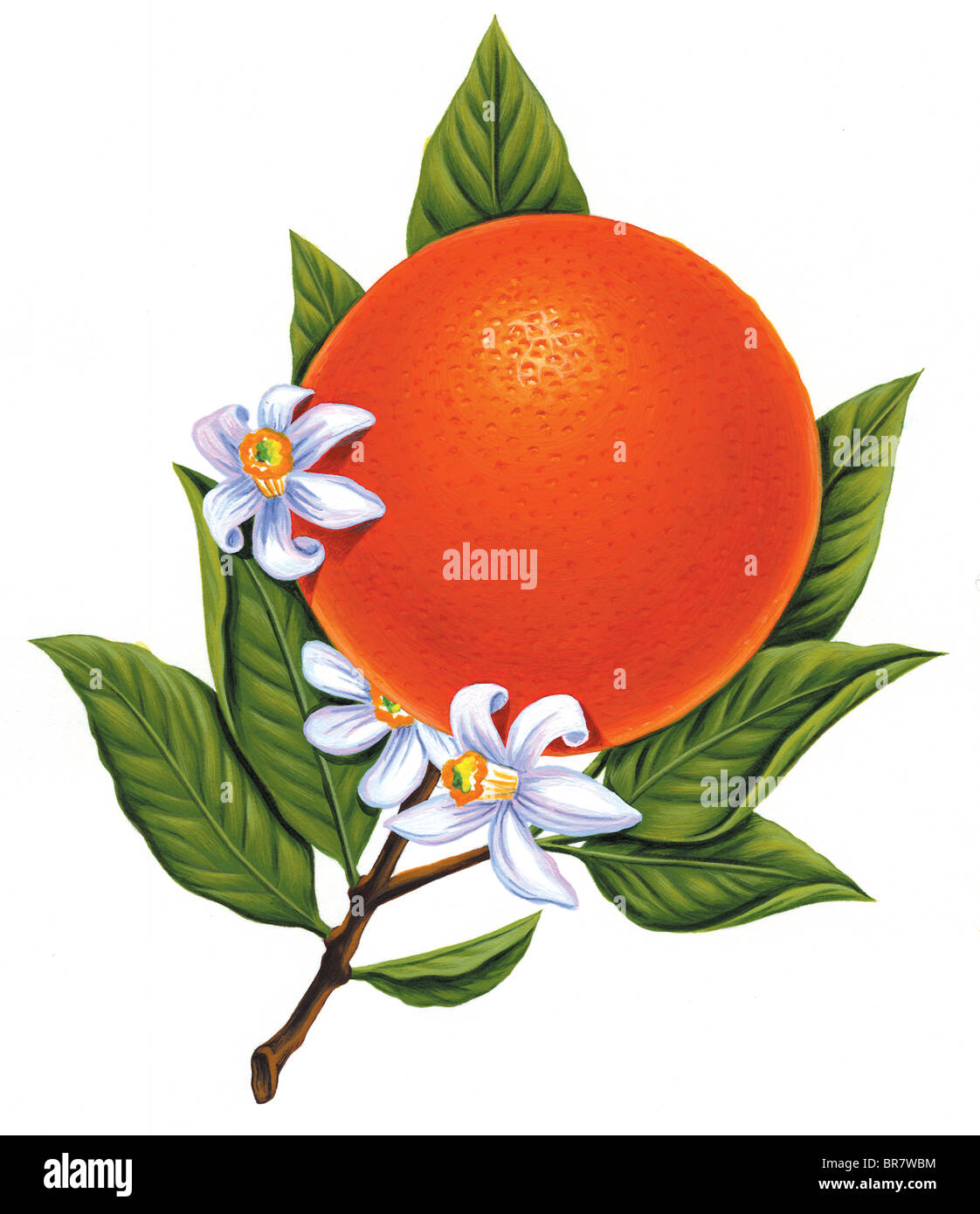 Illustration of an orange on the vine Stock Photo