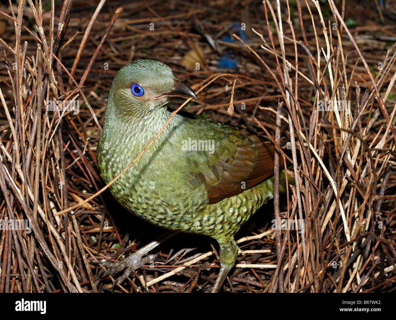 Green satin bowerbird, Ptilonorhynchus violaceus, building its bower. See below for more information Stock Photo