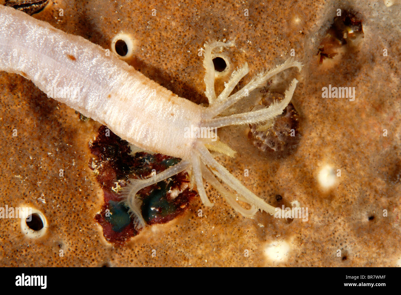 Sea cucumber, either Euapta sp, or Synapta sp.  Showing the feeding tentacles Stock Photo