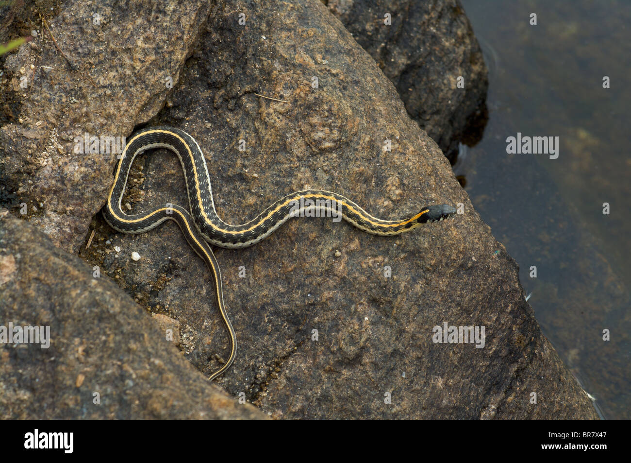 A Western Black-necked Gartersnake (Thamnophis cyrtopsis cyrtopsis) poised above a desert creek in Tucson, Arizona. Stock Photo