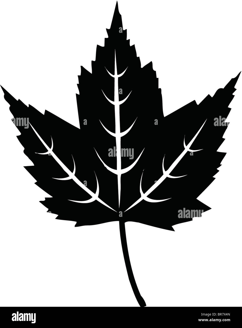 Black and white maple hi-res stock photography and images - Alamy