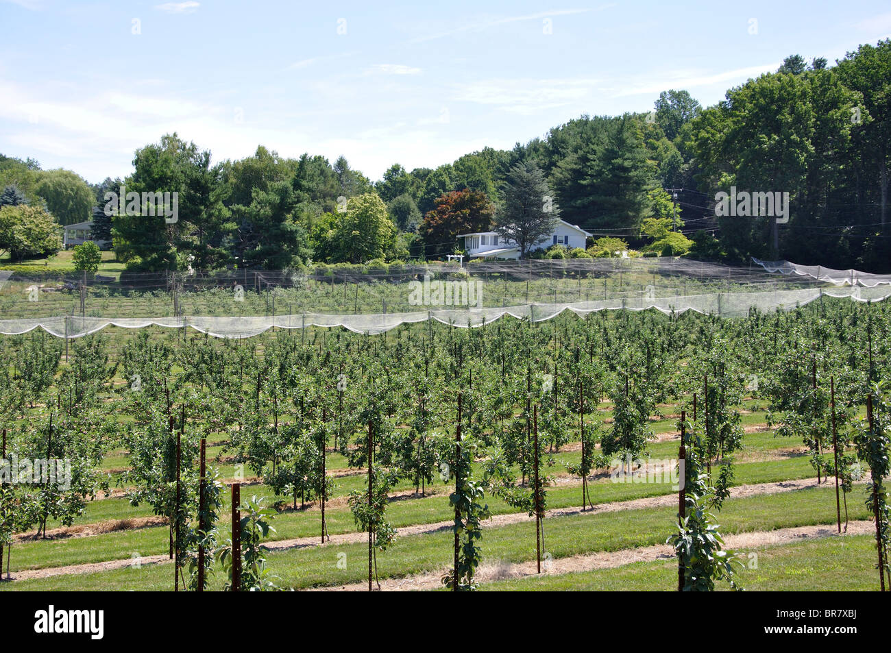 Young apple tree sapling farm, New England farm, Connecticut, USA Stock