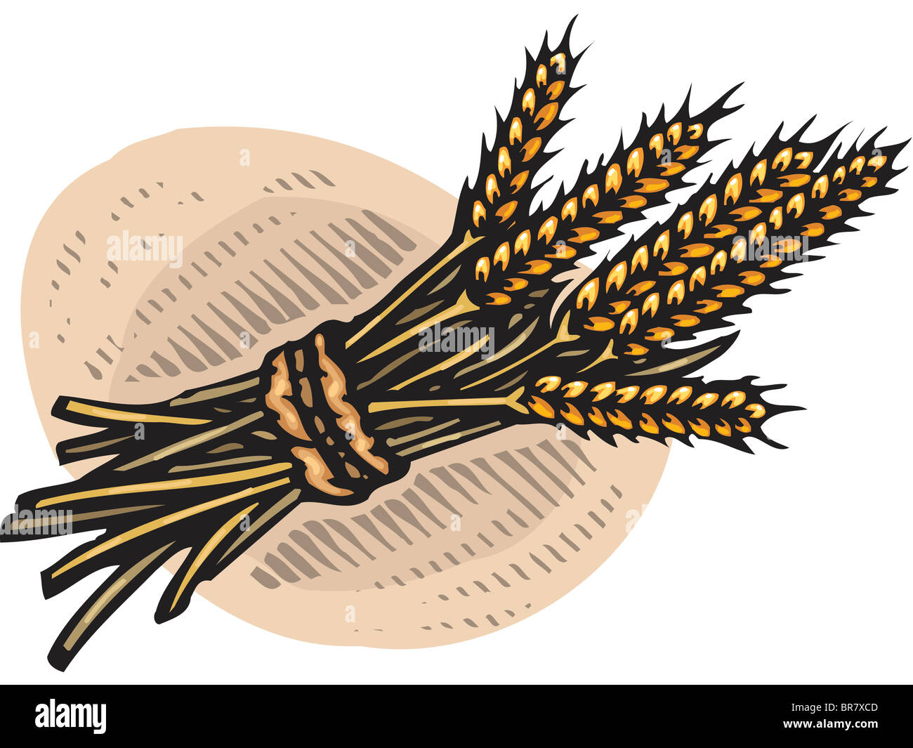 An illustration of a bundle of wheat Stock Photo