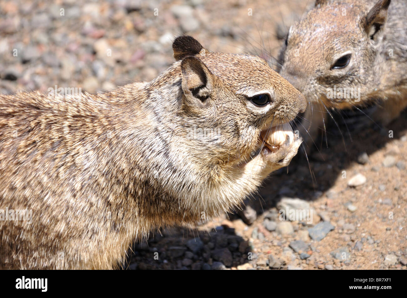 Squirrels eating nuts stock photo alamy