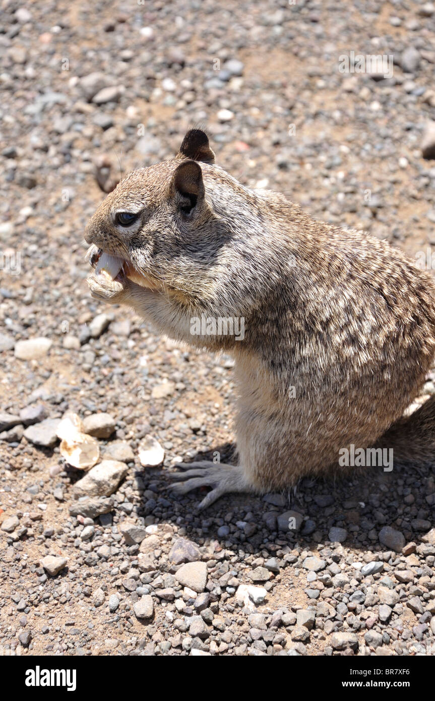 Squirrel eating pistachio nuts hires stock photography and images Alamy