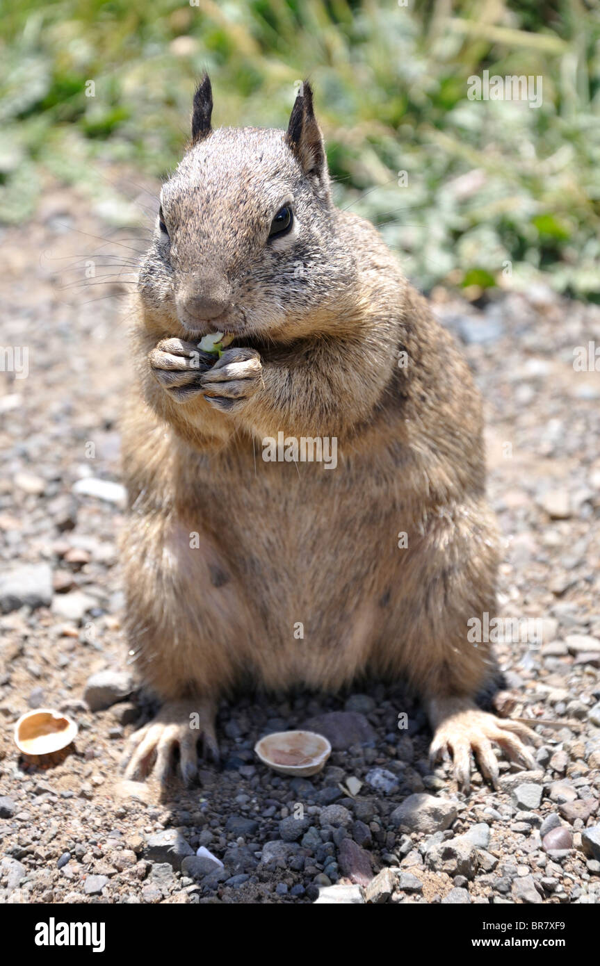 American pistachio nuts hires stock photography and images Alamy