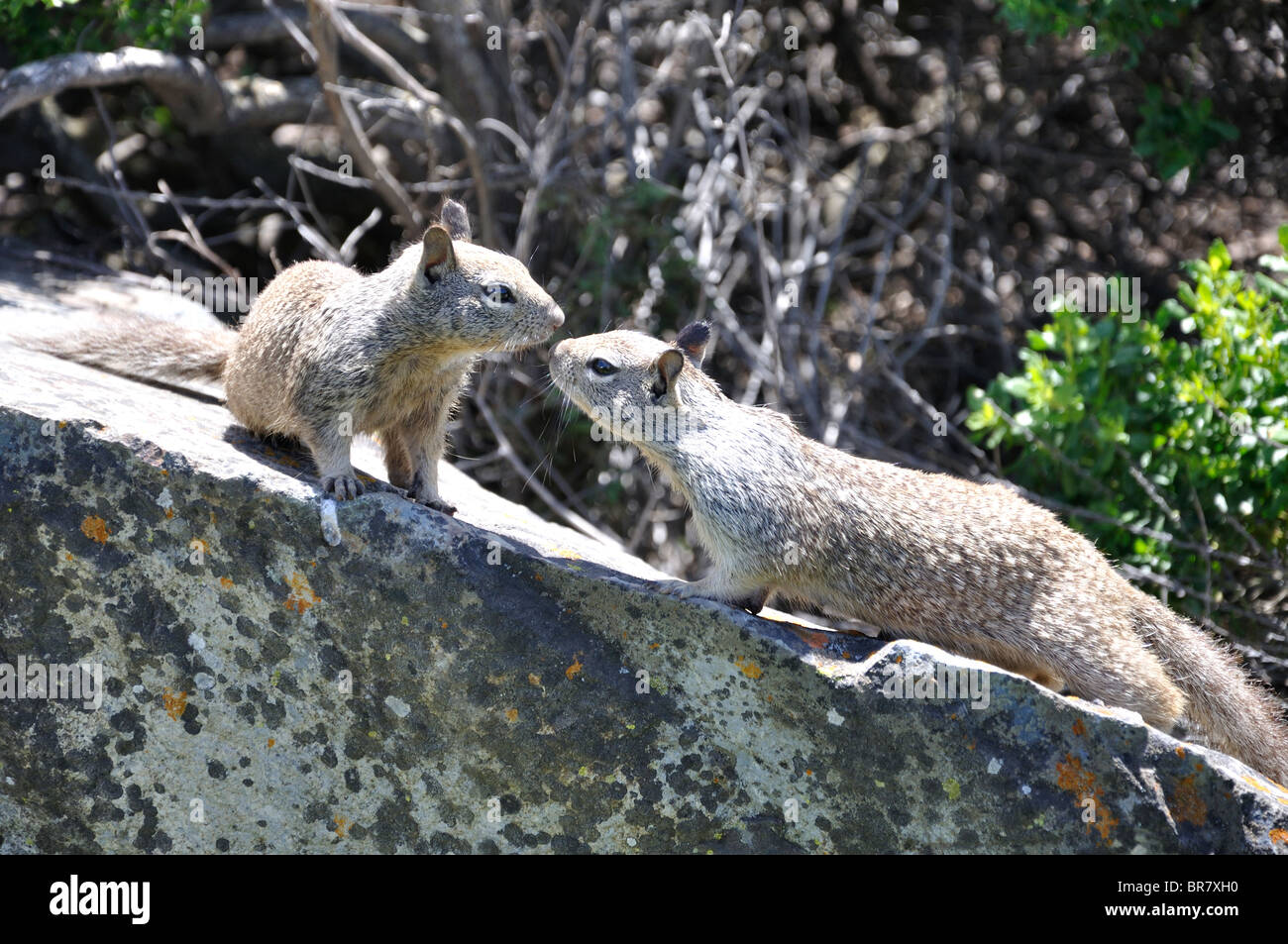 Squirrels sniffing each other Stock Photo