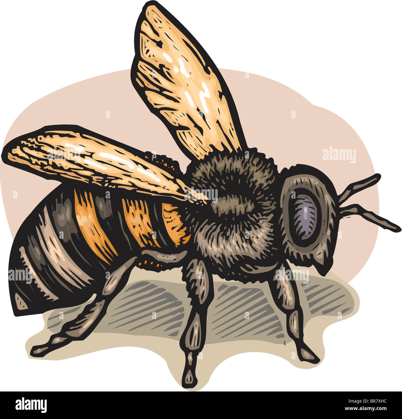 Illustration of a bee hi-res stock photography and images - Alamy