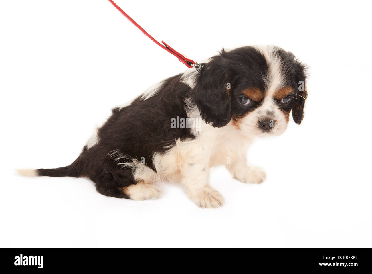 6 week old cavalier king charles spaniel hot sale
