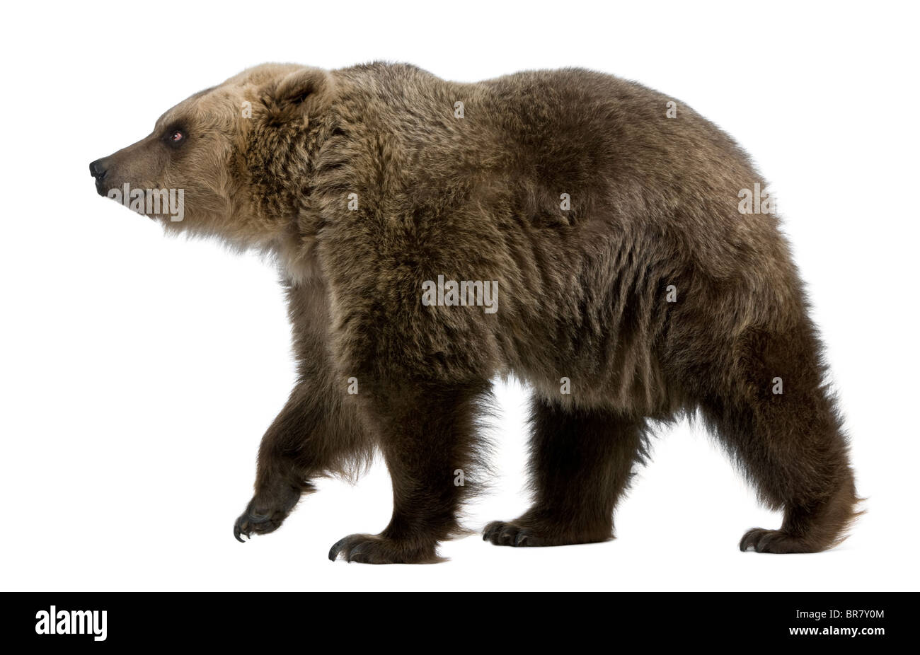 Brown Bear, 8 years old, walking in front of white background Stock Photo