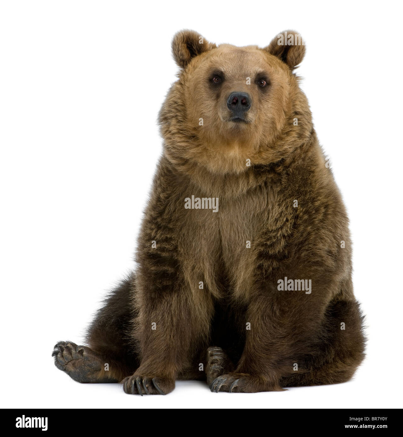 Brown Bear, 8 years old, sitting in front of white background Stock Photo