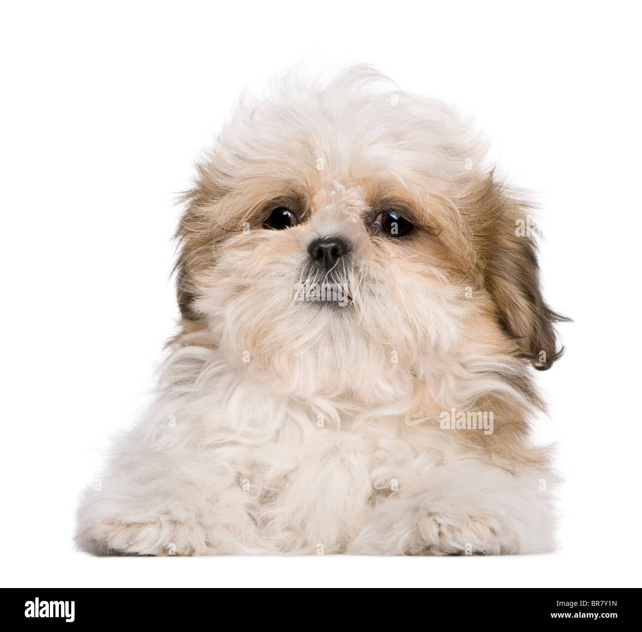 Shih Tzu Dog High Resolution Stock Photography And Images Alamy