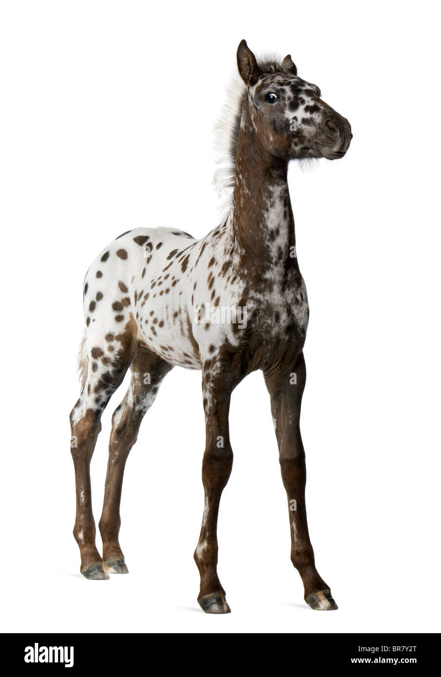 Crossbreed Foal between a Appaloosa and a Friesian horse, 3 months old, standing in front of white background Stock Photo