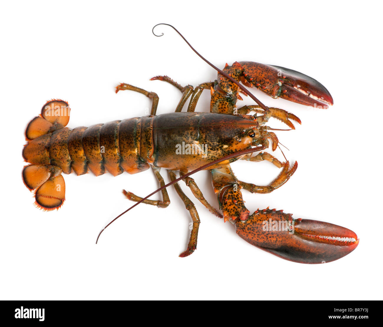 High angle view of American lobster, Homarus americanus, in front of white background Stock Photo