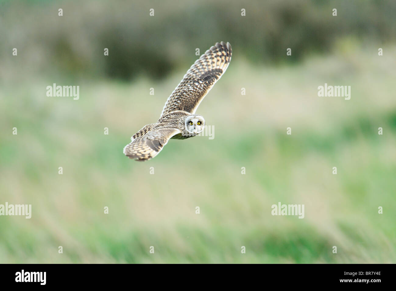 a short ear owl in flight staring towards the camera Stock Photo Alamy
