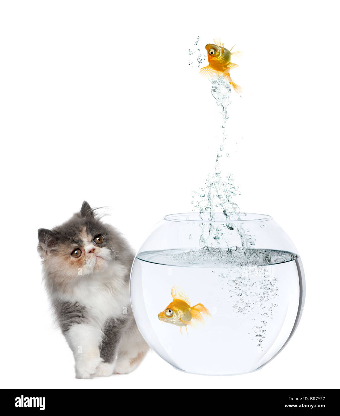 Persian Kitten, 3 months old, watching goldfish jump out of fish bowl in front of white background Stock Photo