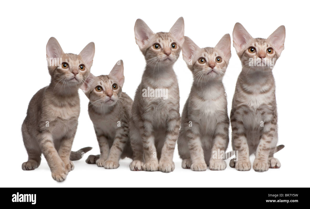 Ocicat kittens, 13 weeks old, sitting in front of white background Stock Photo