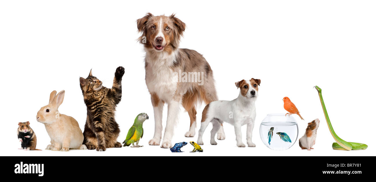 Group of pets together in front of white background Stock Photo