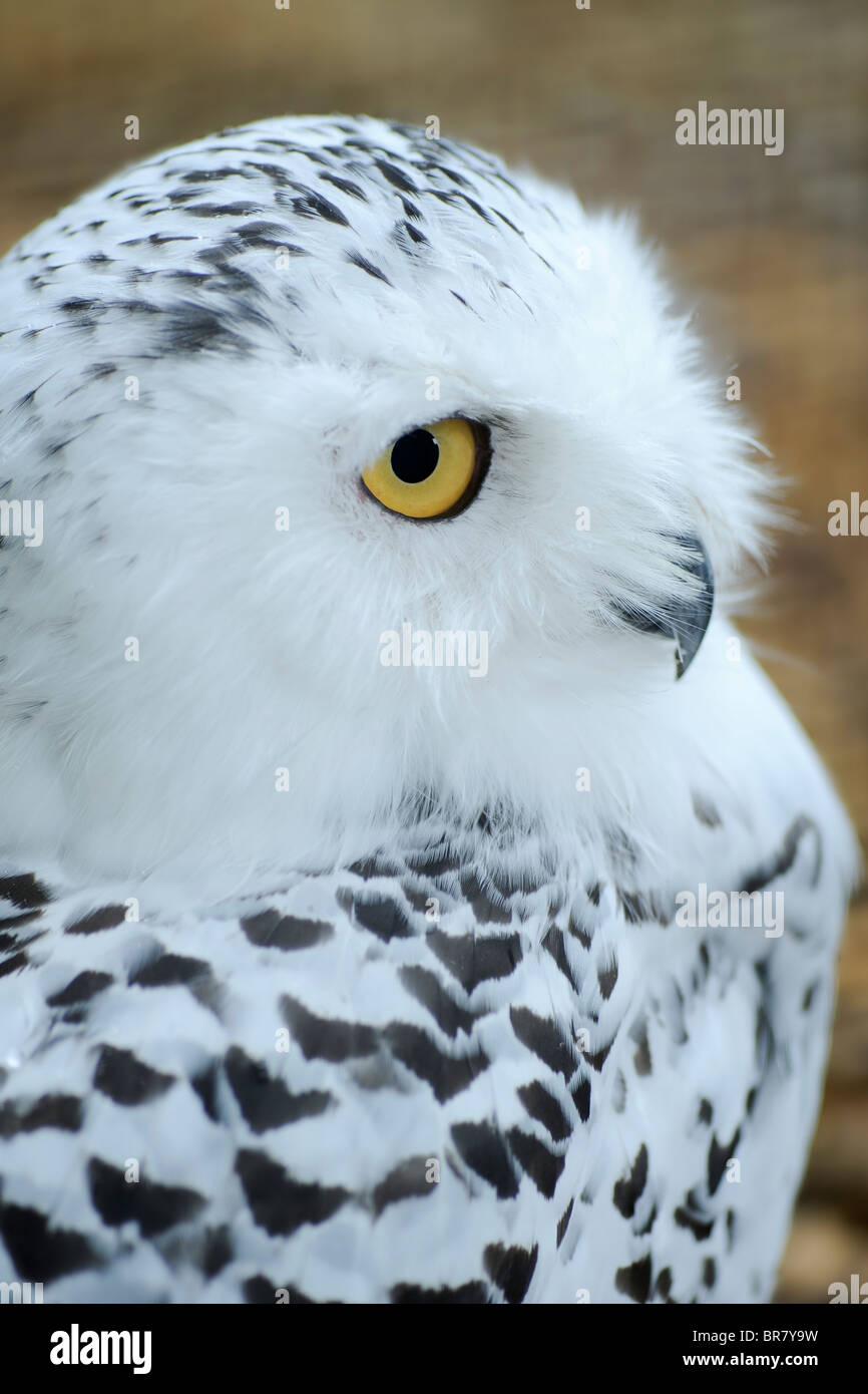 a portrait of a snowy owl (bubo scandiacus Stock Photo - Alamy