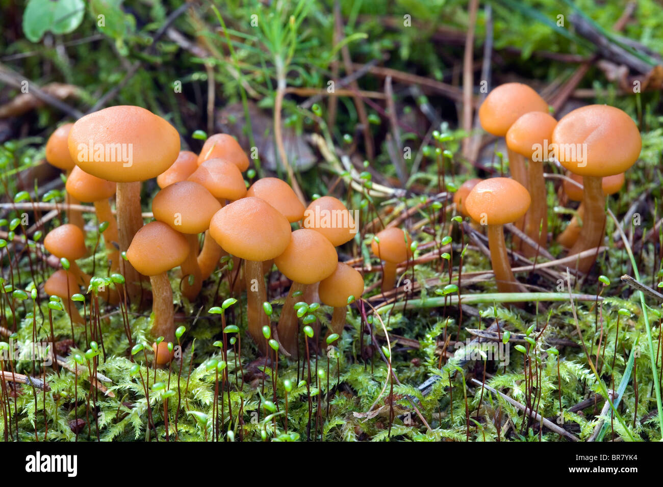 Hypholoma capnoides fungi Stock Photo