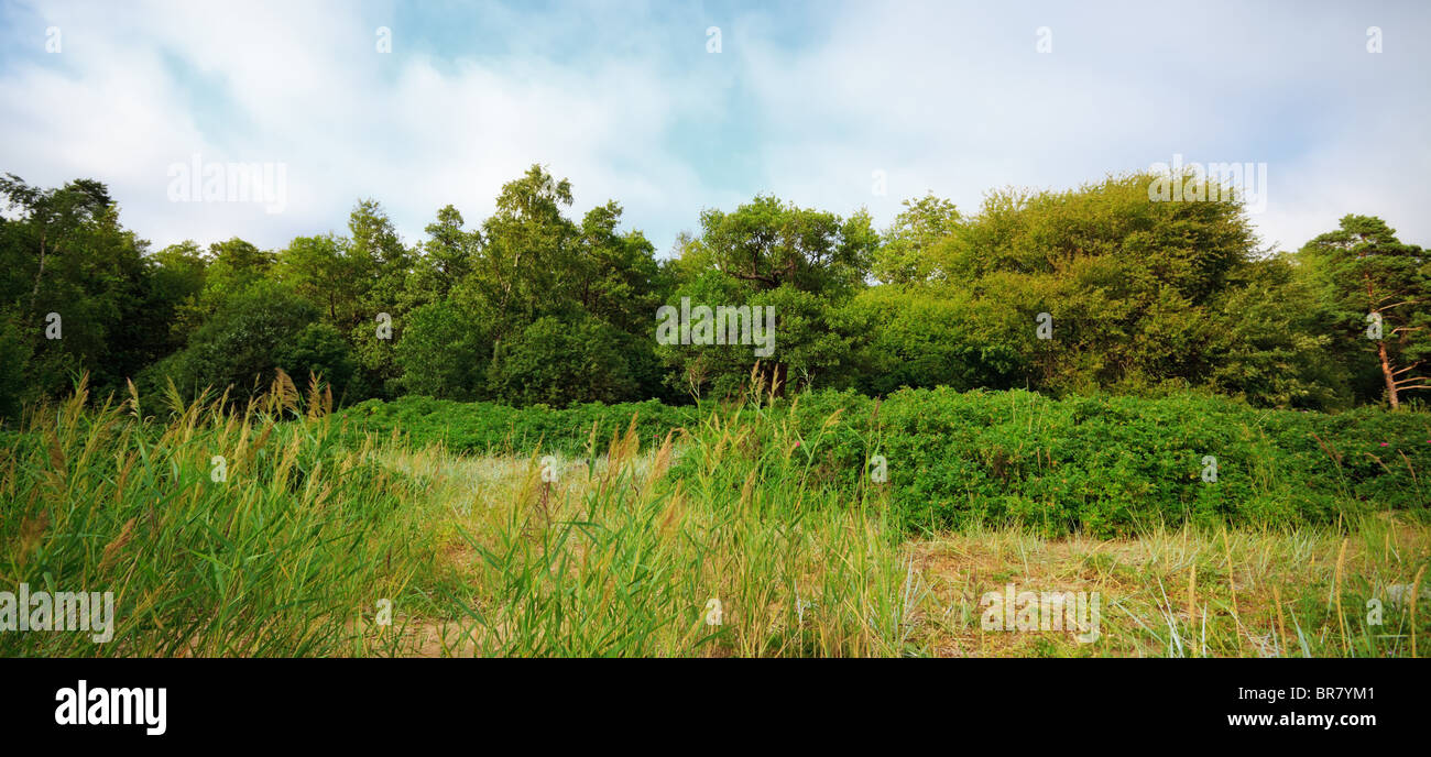 green forest under blue sky Stock Photo - Alamy