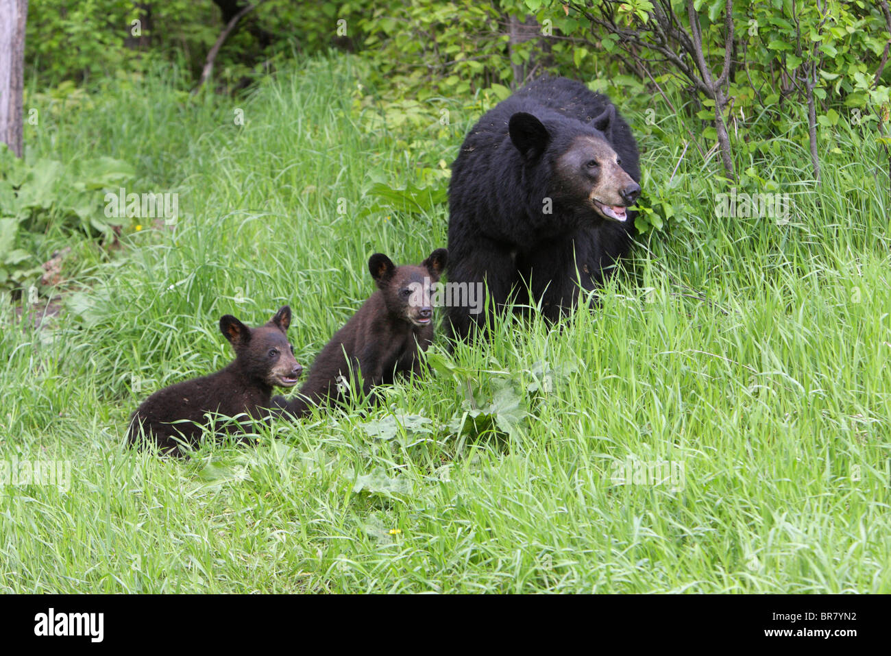 Black bear mother cub forest High Resolution Stock Photography and ...