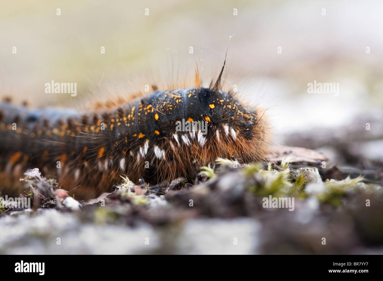 caterpillar, Euthrix potatoria, Philudoria potatoria, Cosmotriche potatoria, natur Stock Photo