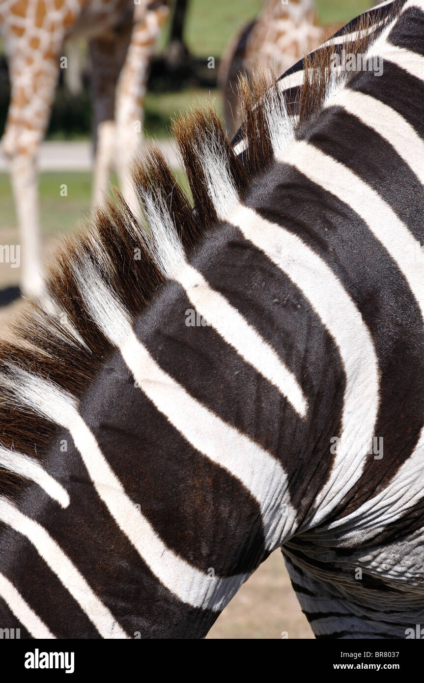Zebra neck and mane Stock Photo Alamy