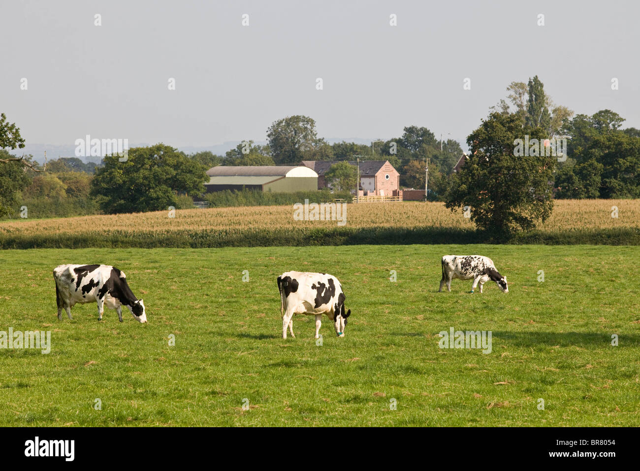 Dairy cow cows hi-res stock photography and images - Alamy