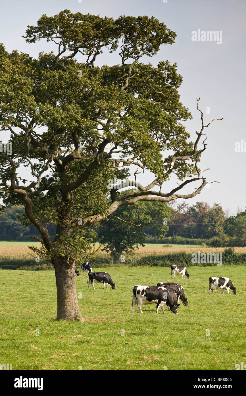 Dairy Cows Grazing Stock Photo - Alamy