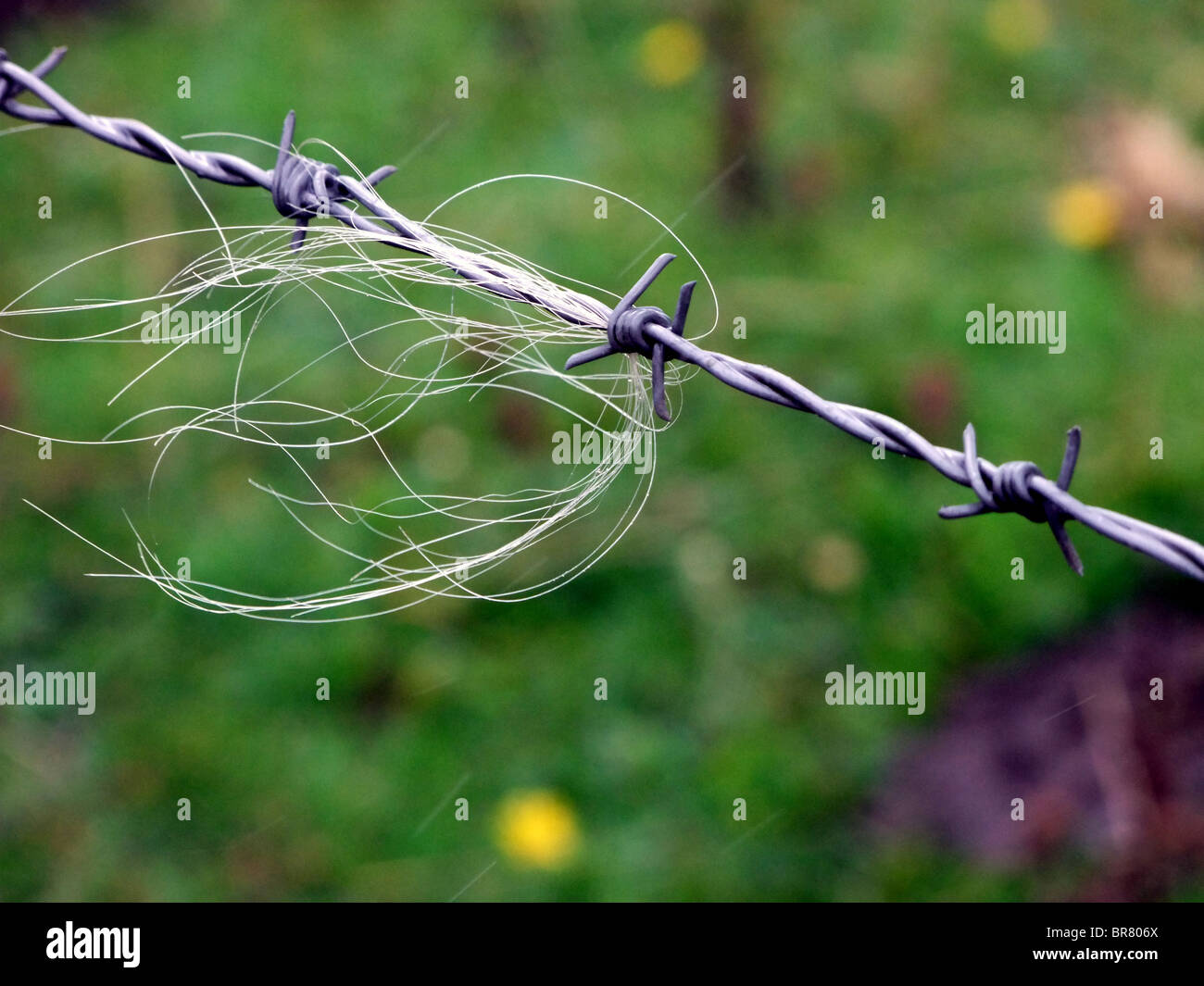 animal hair on barbed wire Stock Photo