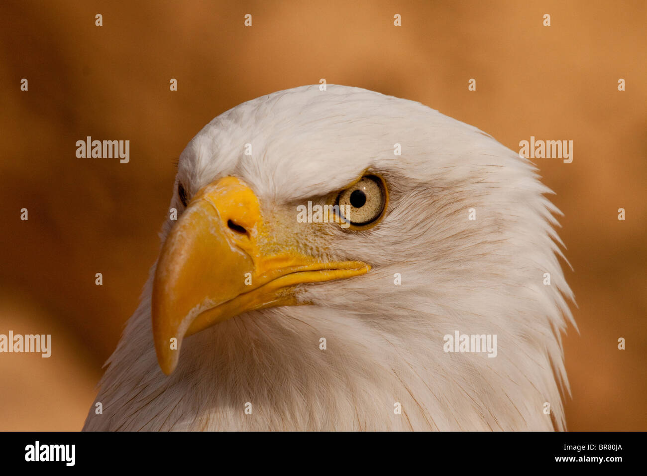 Portrait of an American Bald Eagle Stock Photo