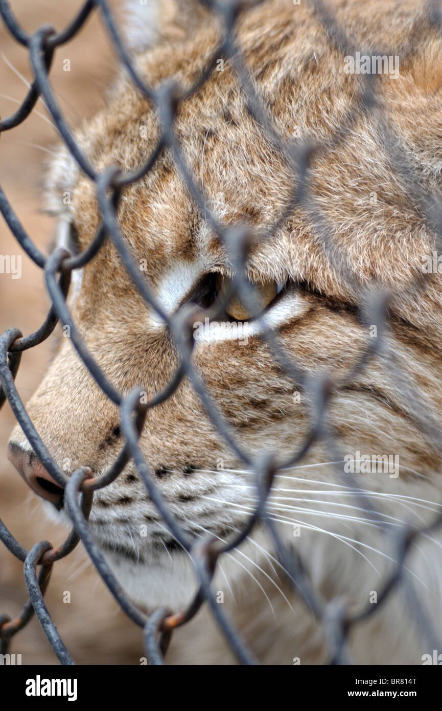 Young lynx looking through the steel mesh Stock Photo