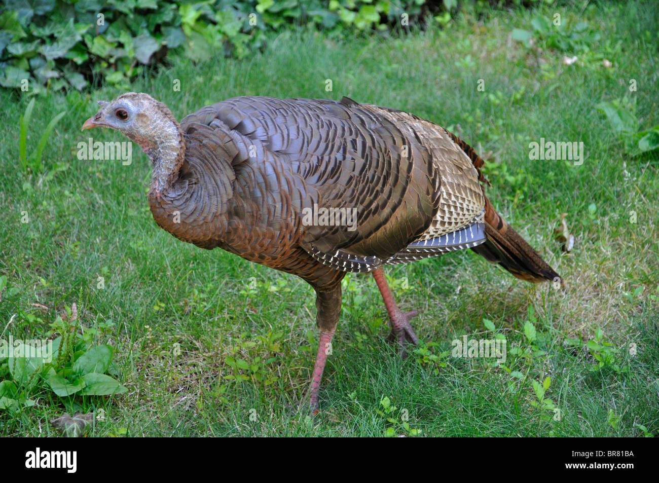 Wild turkey, Connecticut, New England, USA Stock Photo Alamy