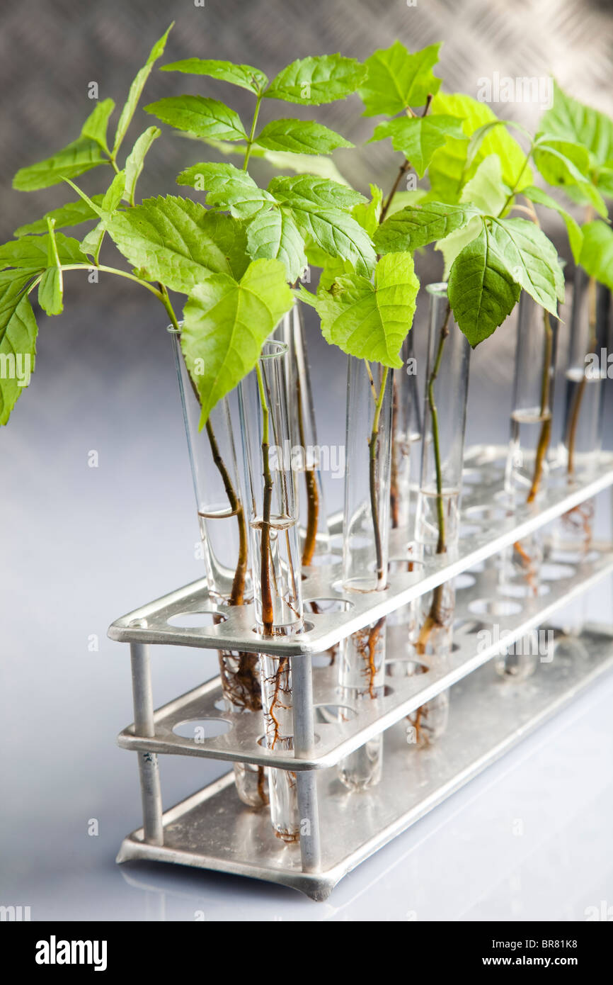 Working in a laboratory and plants Stock Photo - Alamy