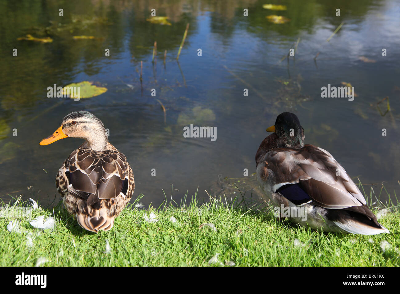Ducks Stock Photo