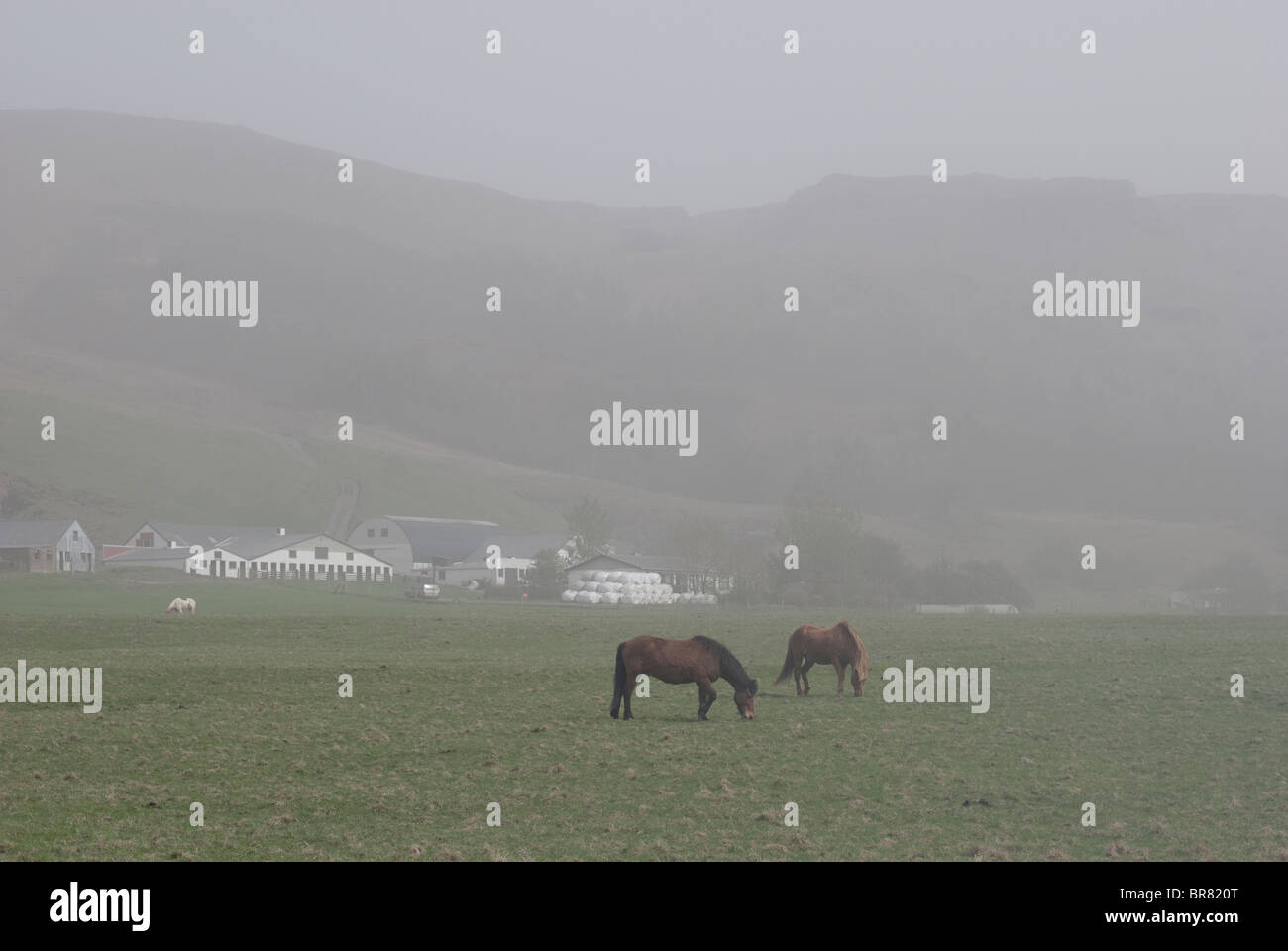 Icelandic Horses with the Eyjafjallajokull ash cloud in the background, South Coast, Iceland Stock Photo
