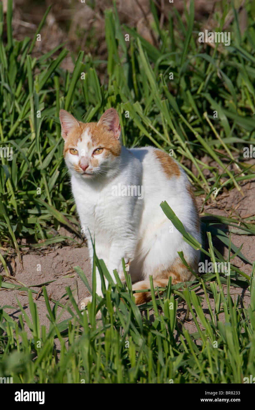 Ginger and white cat sitting in a field Stock Photo