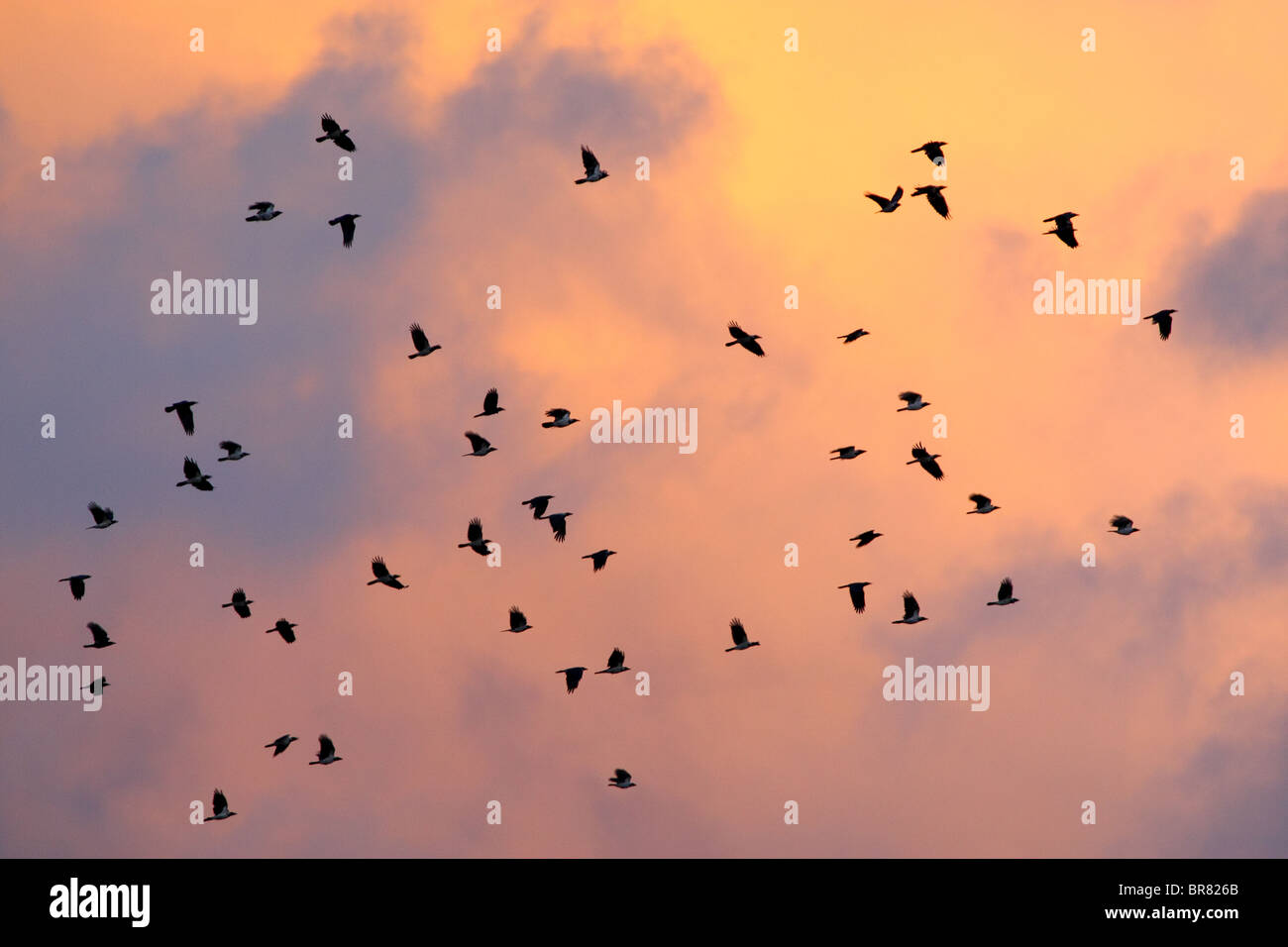 Flock of Hooded Crow's flying in twilight sky. Estonia, Europe Stock Photo