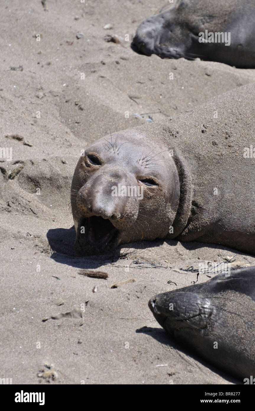 Elephant seals (Mirounga angustirostris), Piedras Blancas beach ...