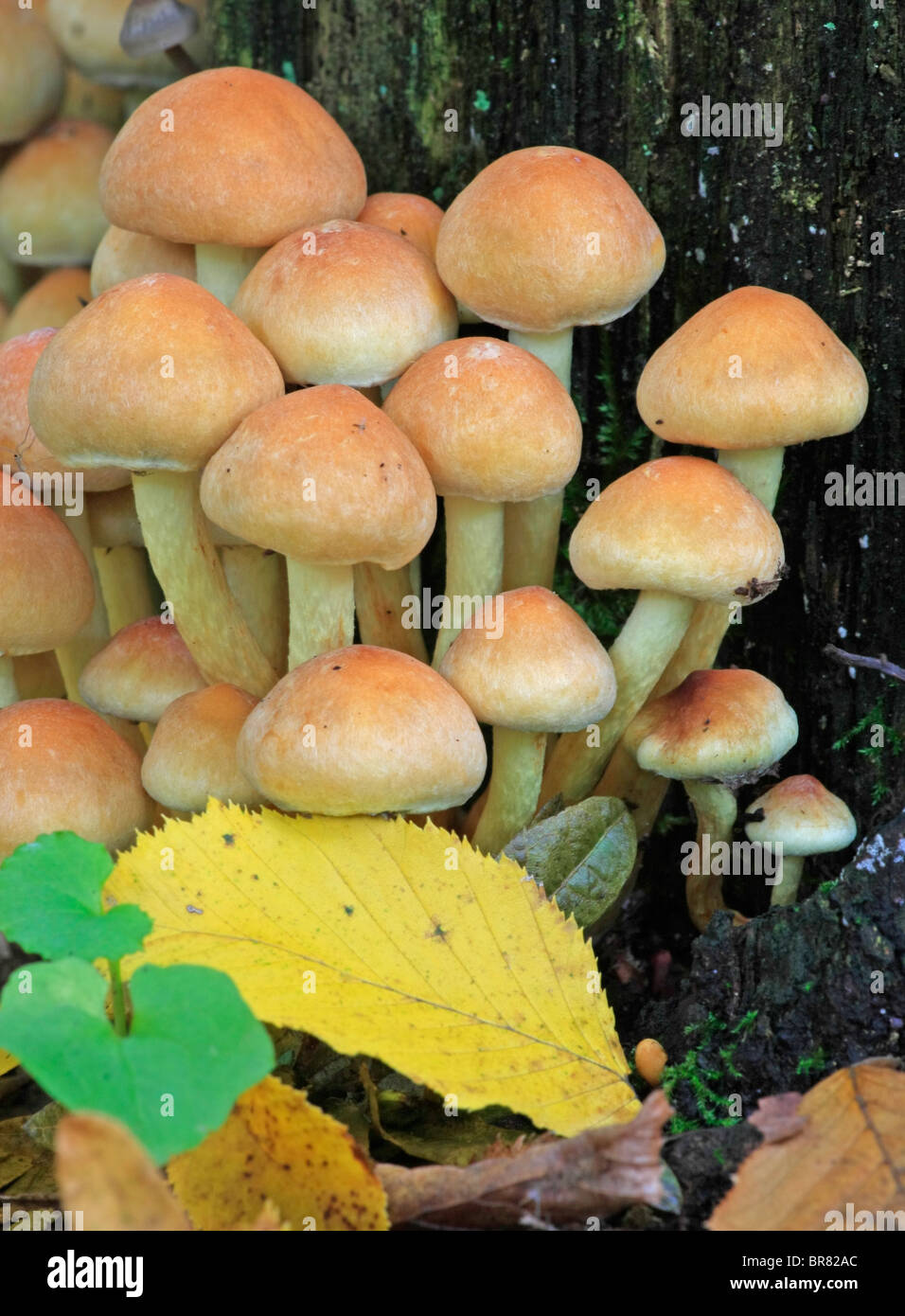 autumn mushroom in the forest Stock Photo