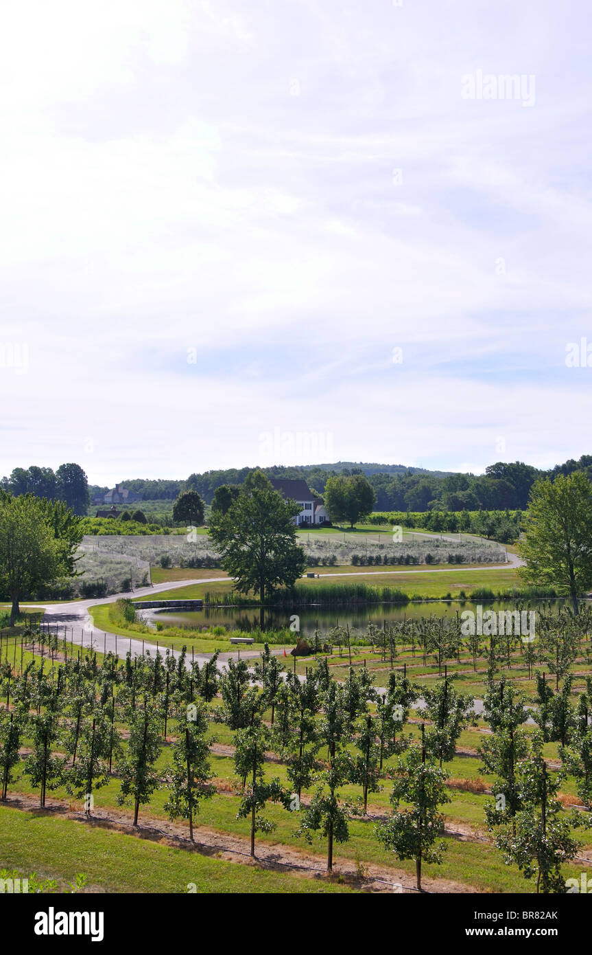 Young apple tree sapling farm, New England farm, Connecticut, USA Stock