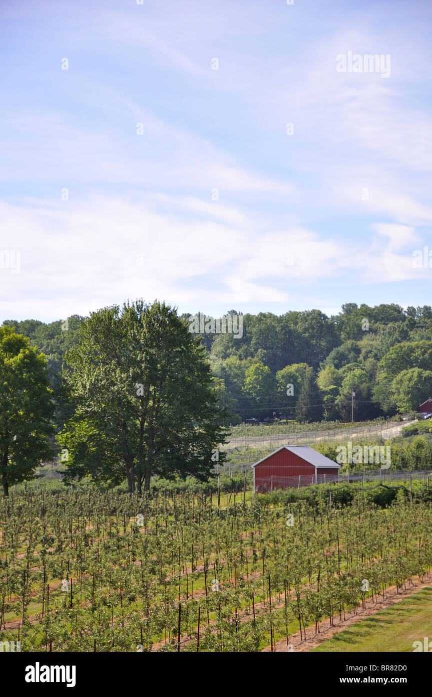 Young apple tree sapling farm, New England farm, Connecticut, USA Stock