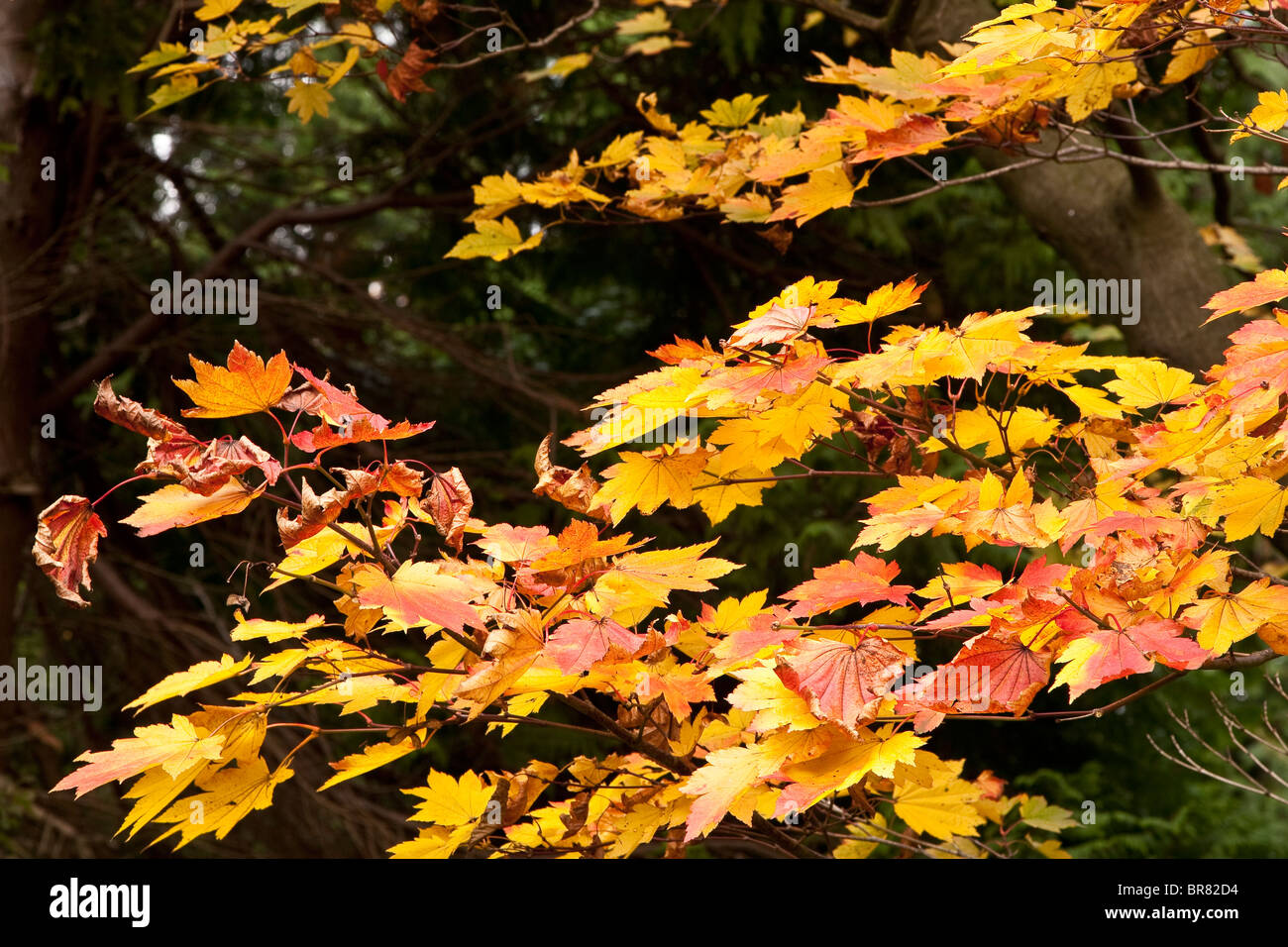Golden leaves hi-res stock photography and images - Alamy