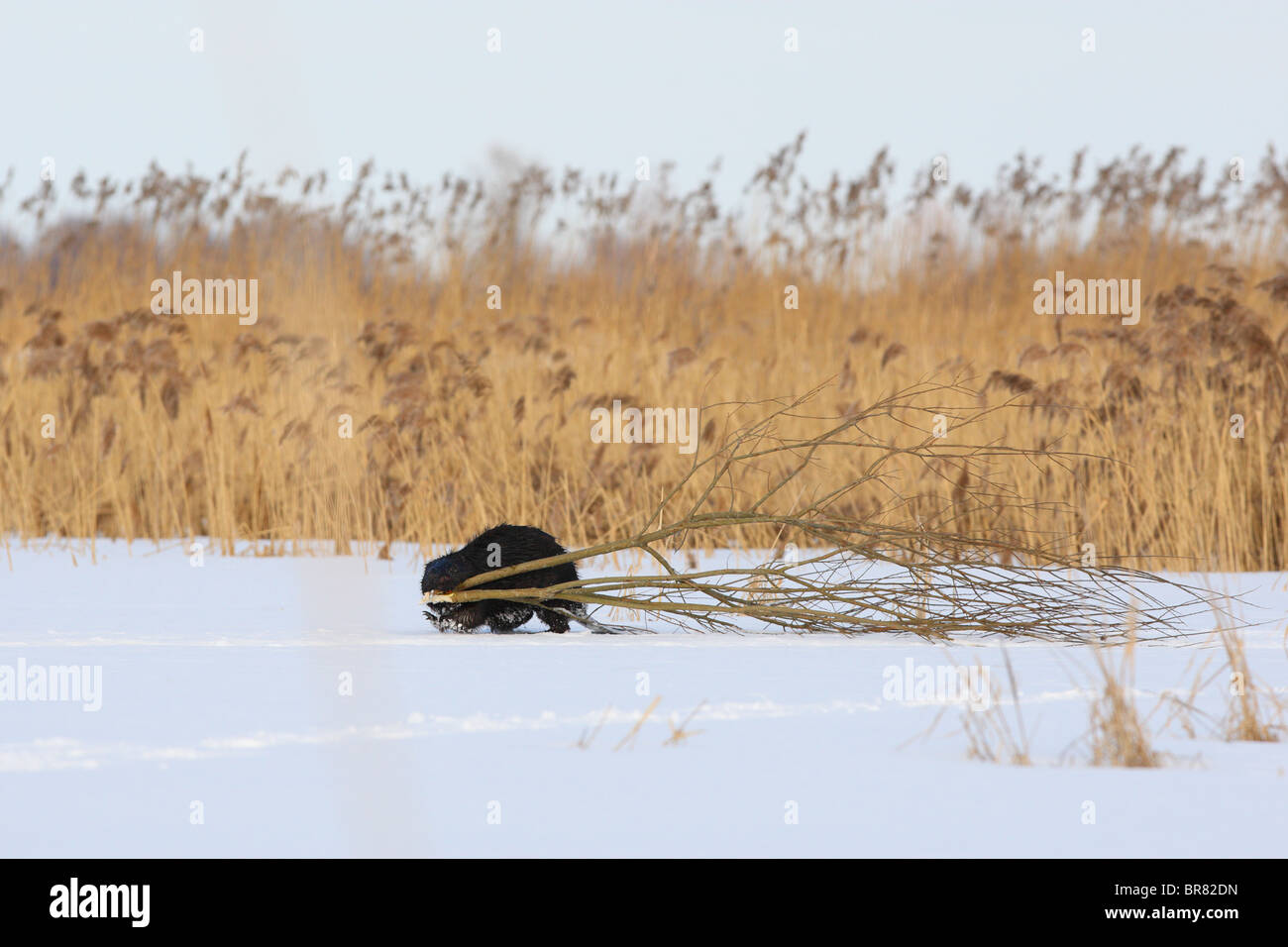 Eurasian beaver (Castor fiber) carrying food, willow branches. March Stock Photo