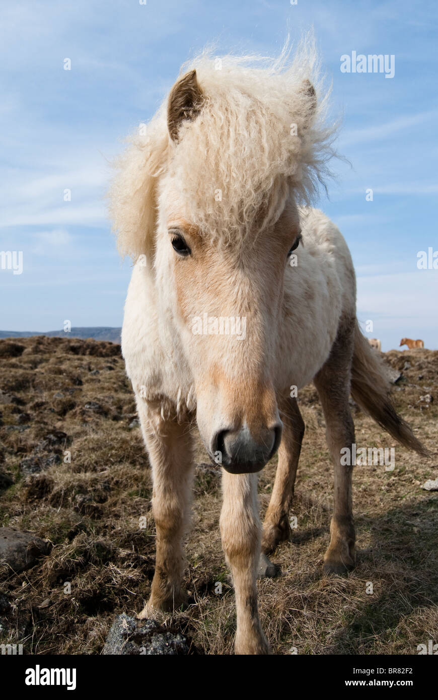 Icelandic Horse, Iceland Stock Photo - Alamy