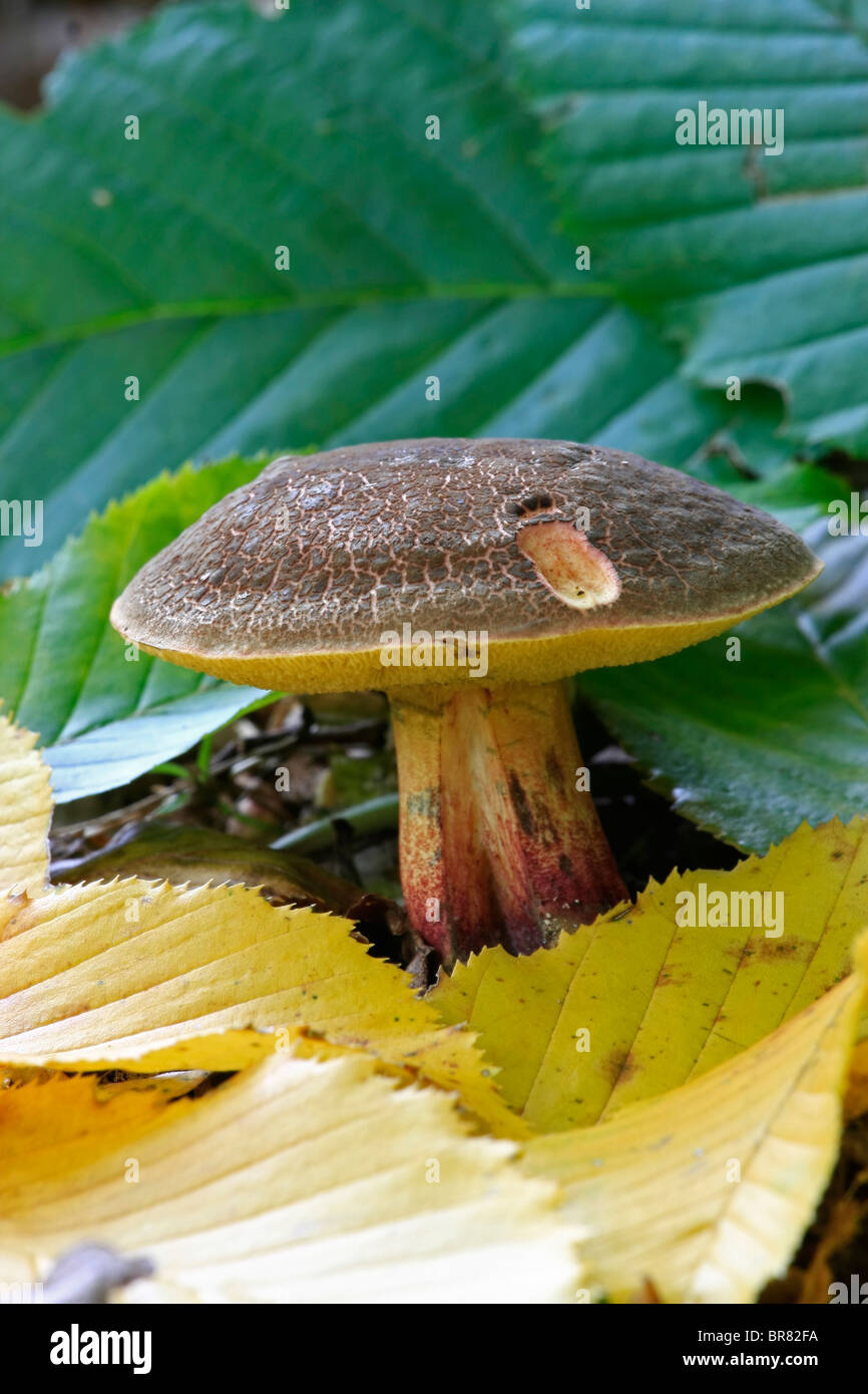 autumn mushroom Stock Photo